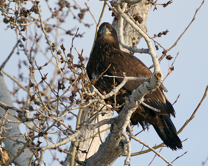 Eagle in the Tree.jpg