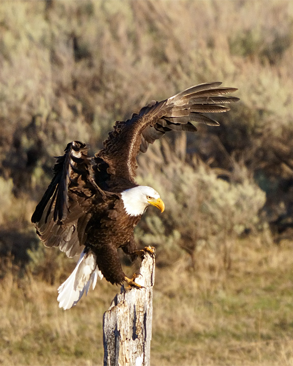 The Eagle Has Landed Backcountry Gallery Photography Forums 6891