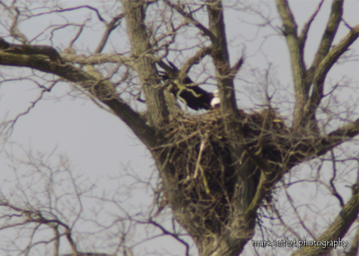 eagle nest.jpg