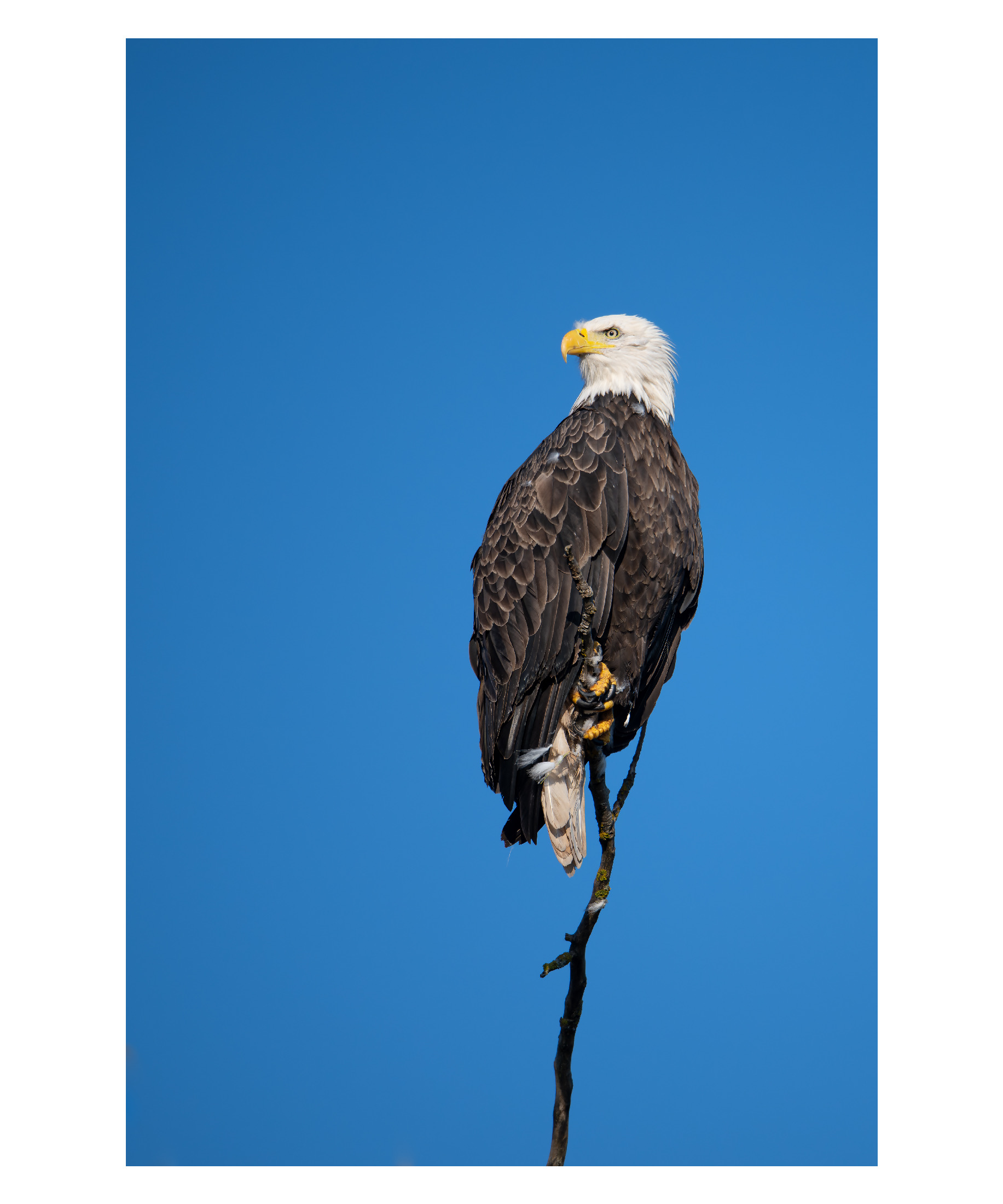 eagle-portrait_Original.jpeg