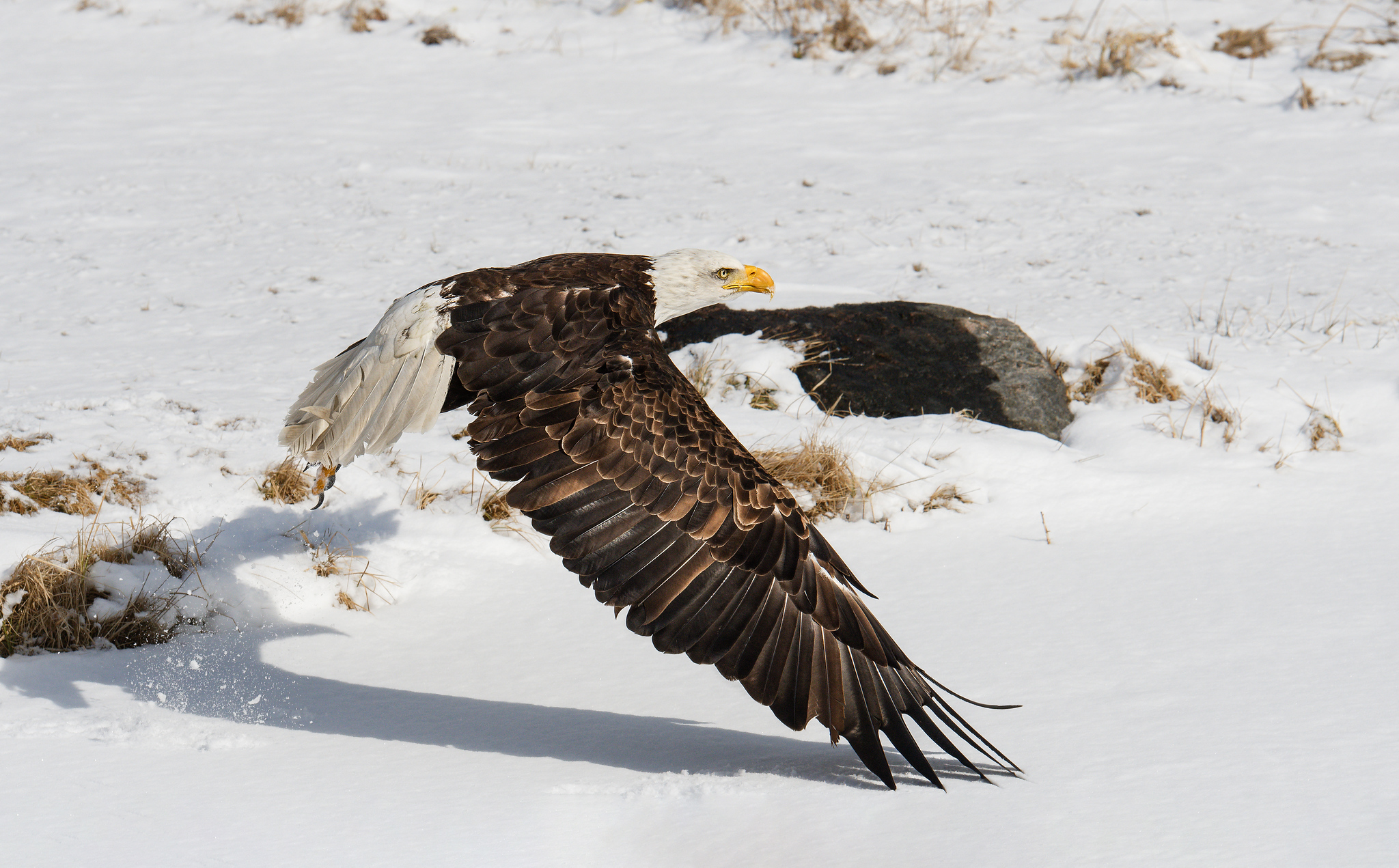 Eagle take off snow 7777-X4.jpg