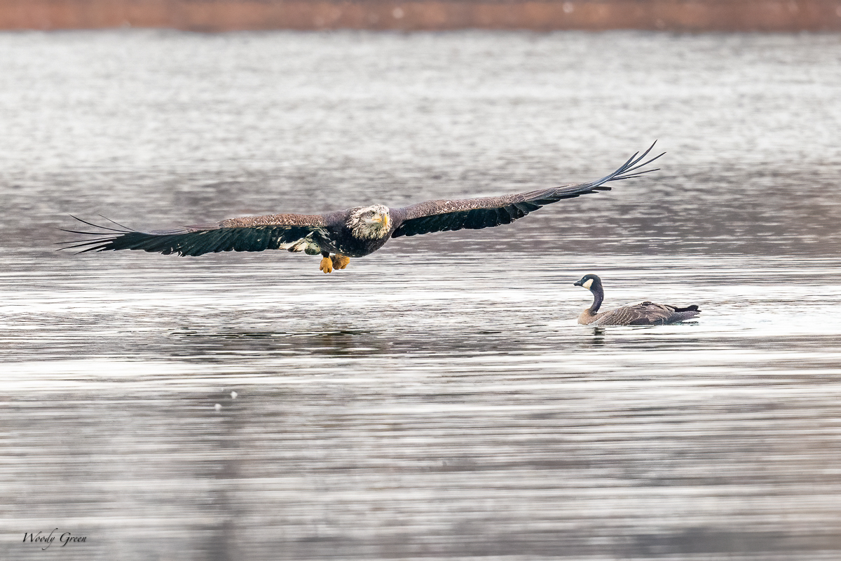 Goose Ducked Under Water Just in Time | Backcountry Gallery Photography