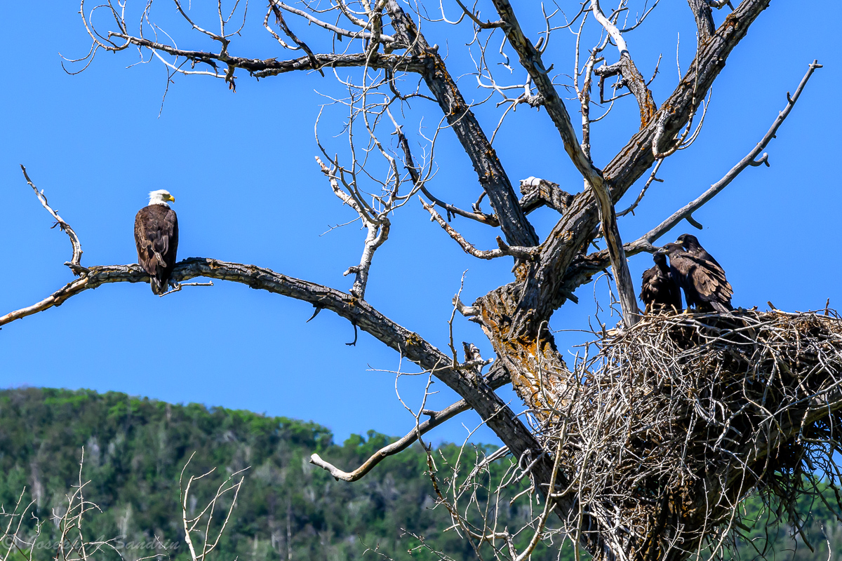 Eagles_Colorado_01.jpg