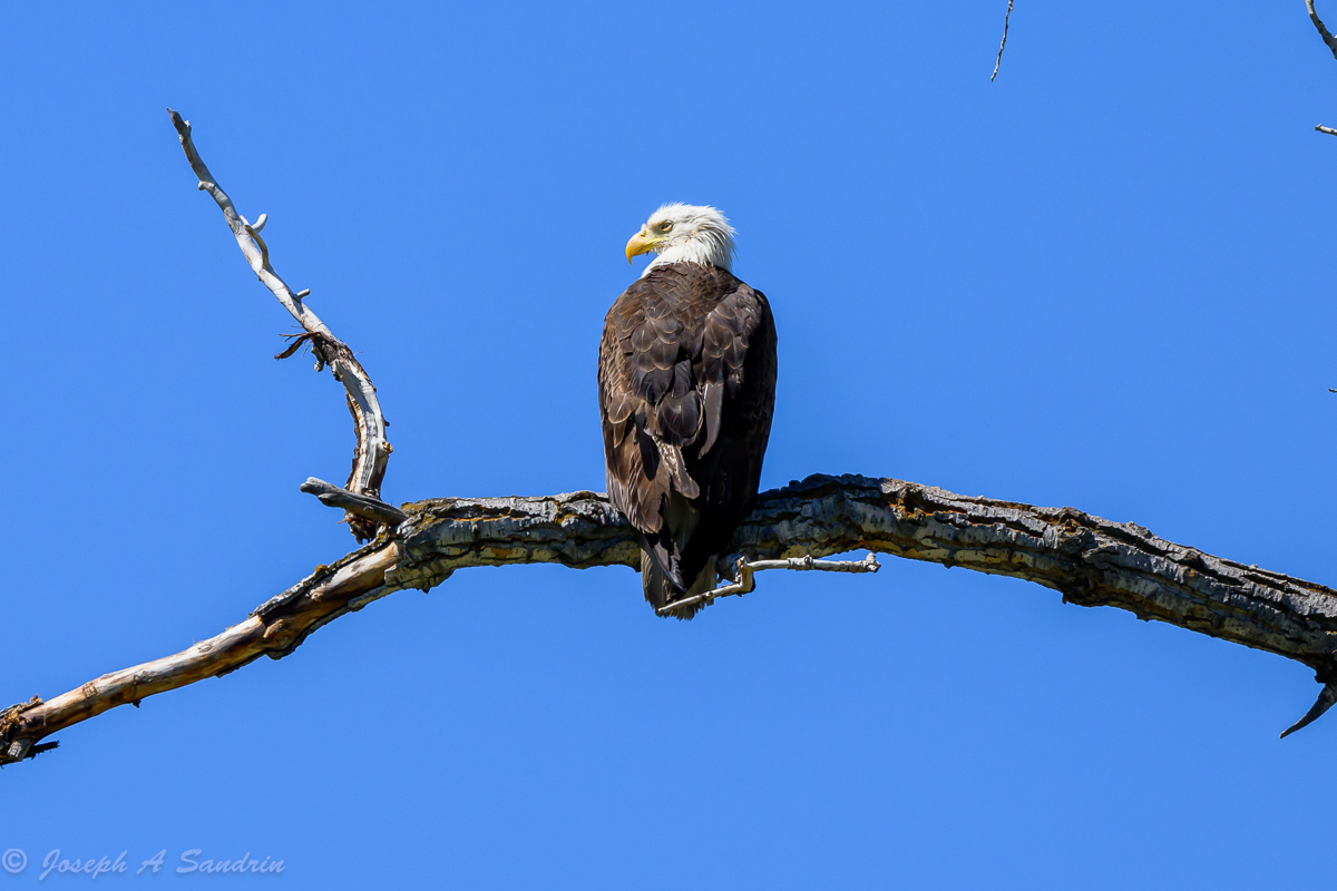 Eagles_Colorado_02.jpg