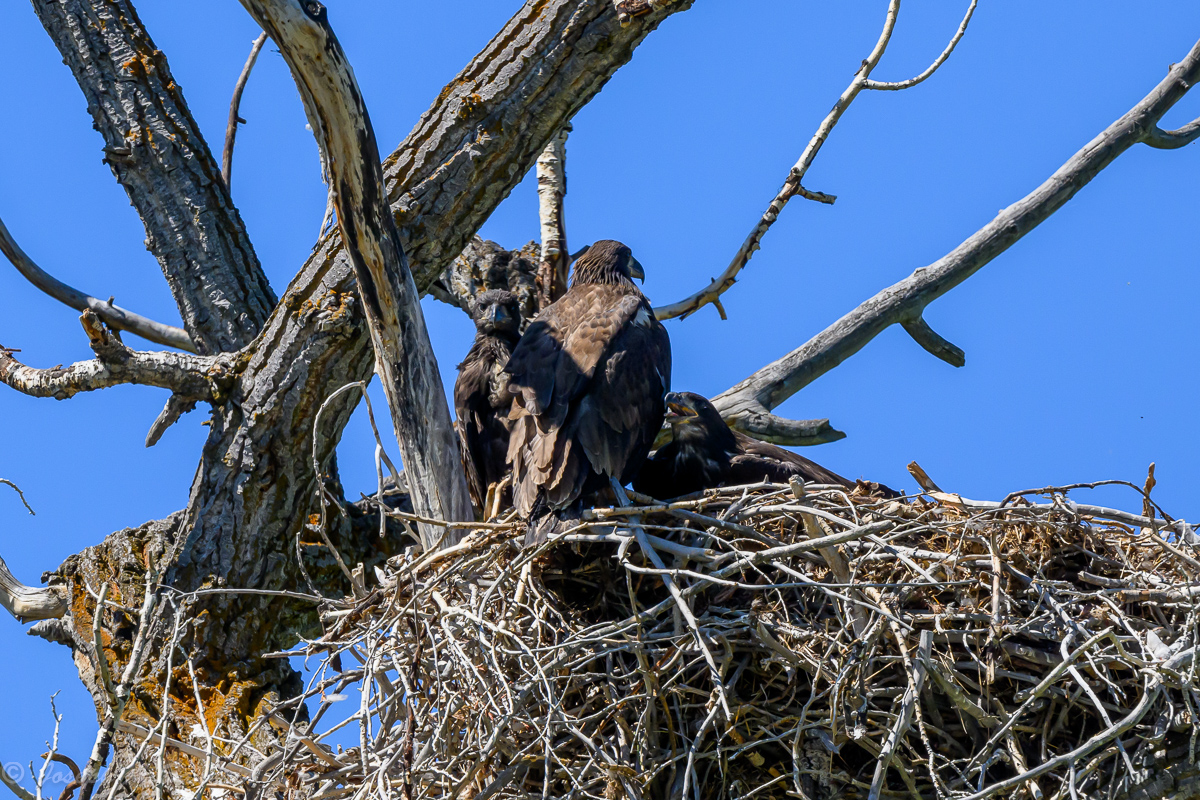 Eagles_Colorado_03.jpg