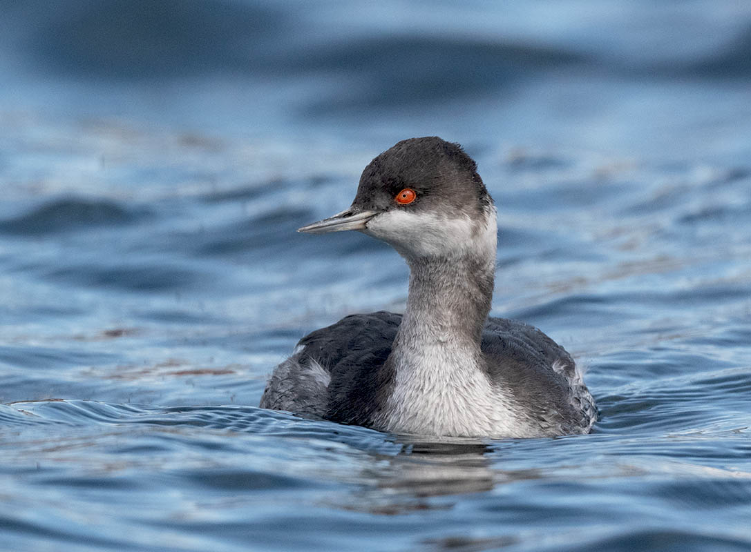 Eared-Grebe 500_9199.jpg