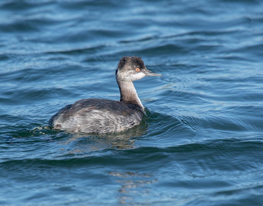 Eared Grebe 850_6172.jpg