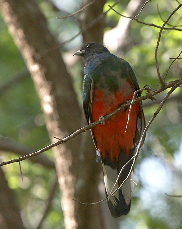 Eared Quetzal 850_0443-denoise-denoise.jpeg