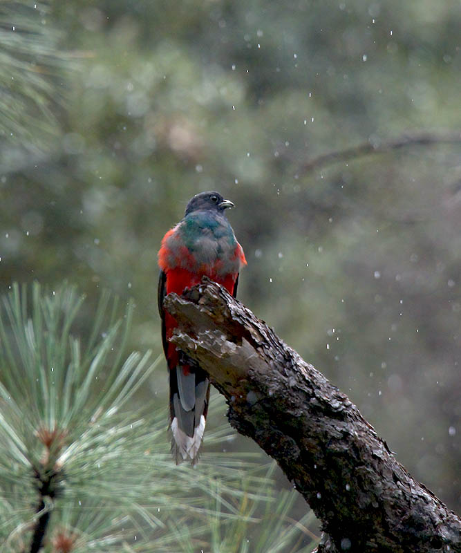 Eared Quetzal  Rucker Canyon  850_841408312020-denoise-low-light.jpg