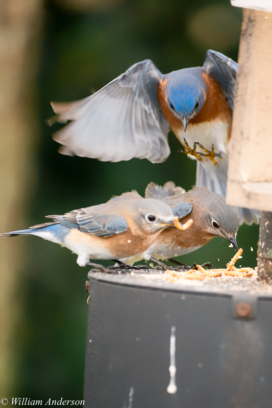 Eastern Bluebirds.jpg