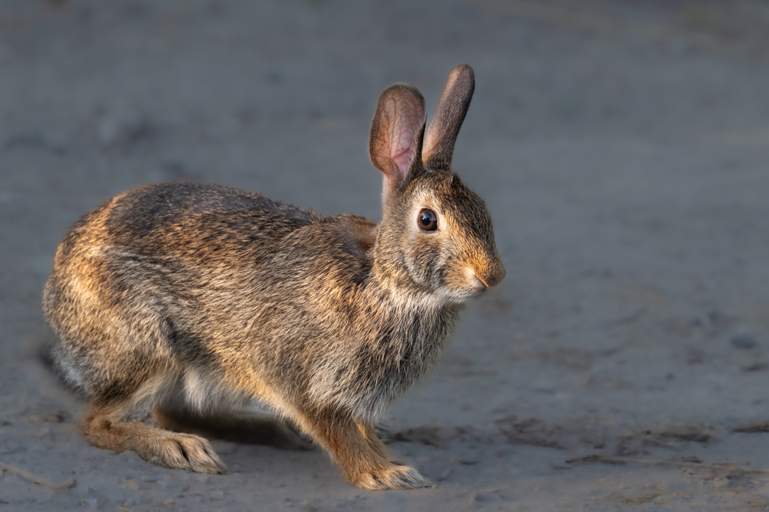 eastern cottontail sized.jpg