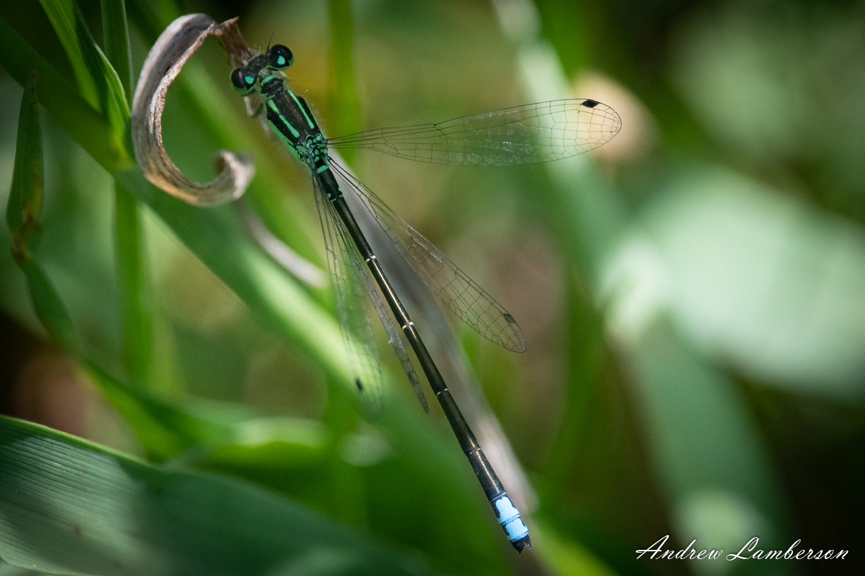 Eastern Forktail Damselfly-6468.jpg