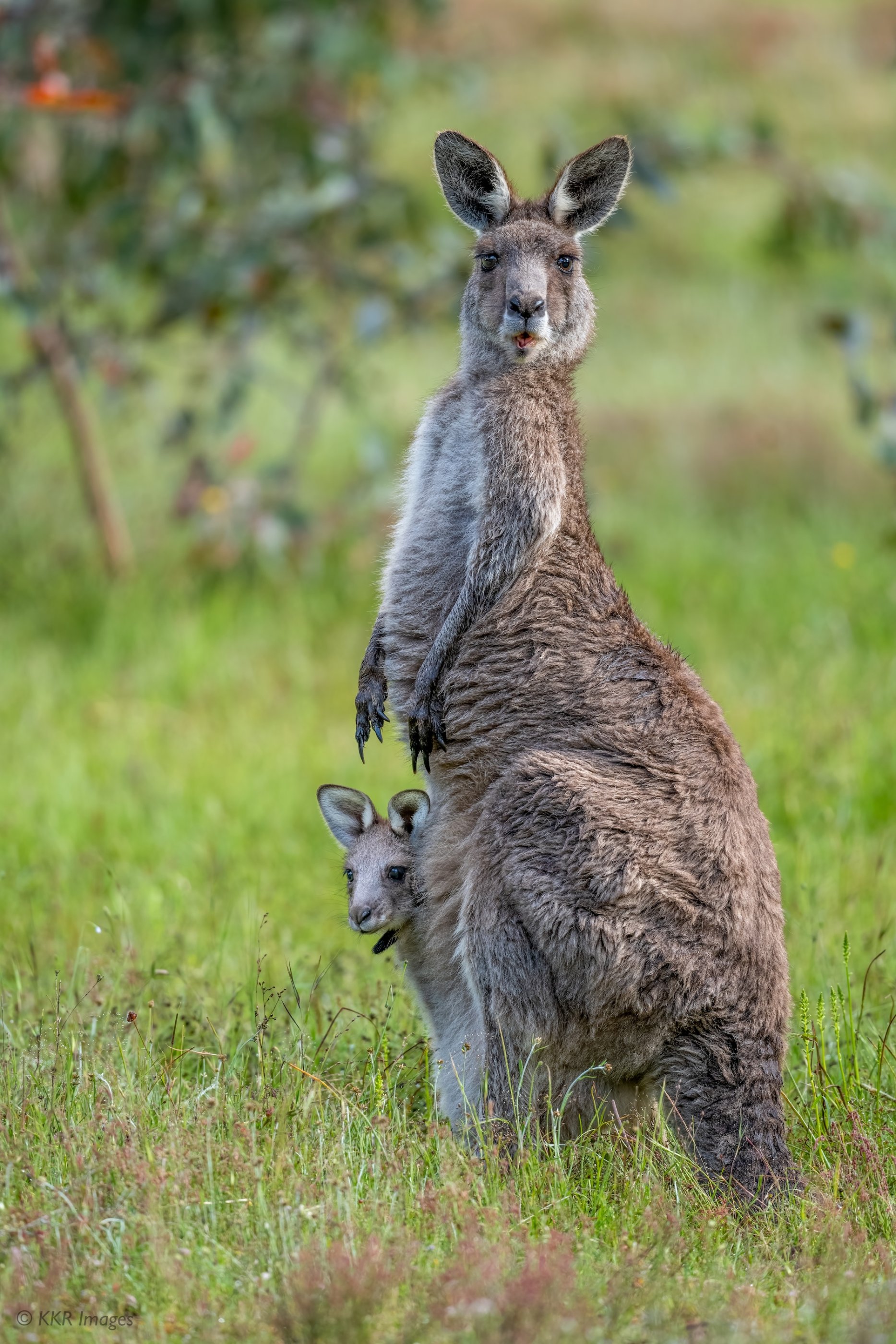 Eastern Gray Kangaroo- Mother and Joey 2 copy.jpg