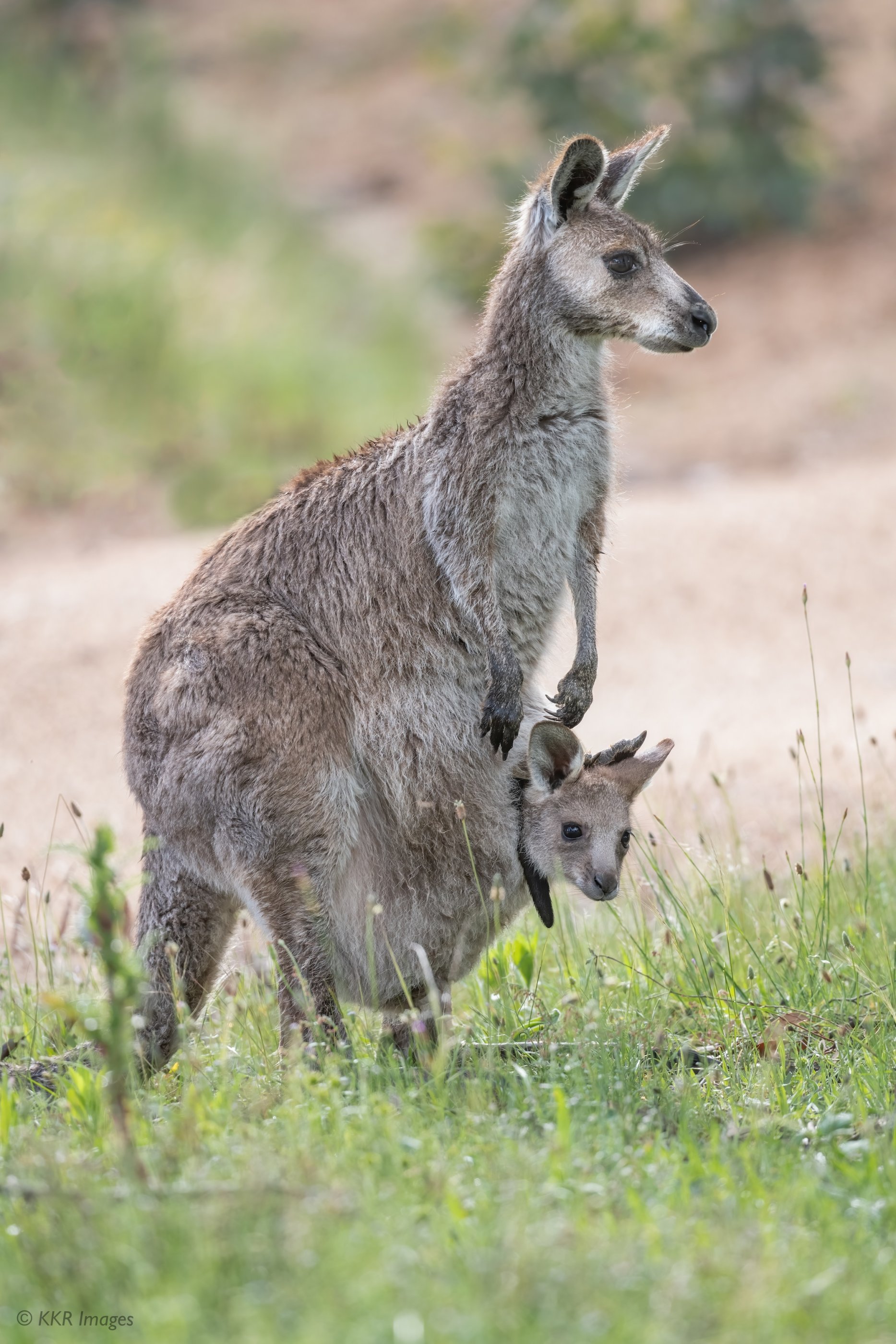 Eastern Gray Kangaroo- Mother and joey copy.jpg