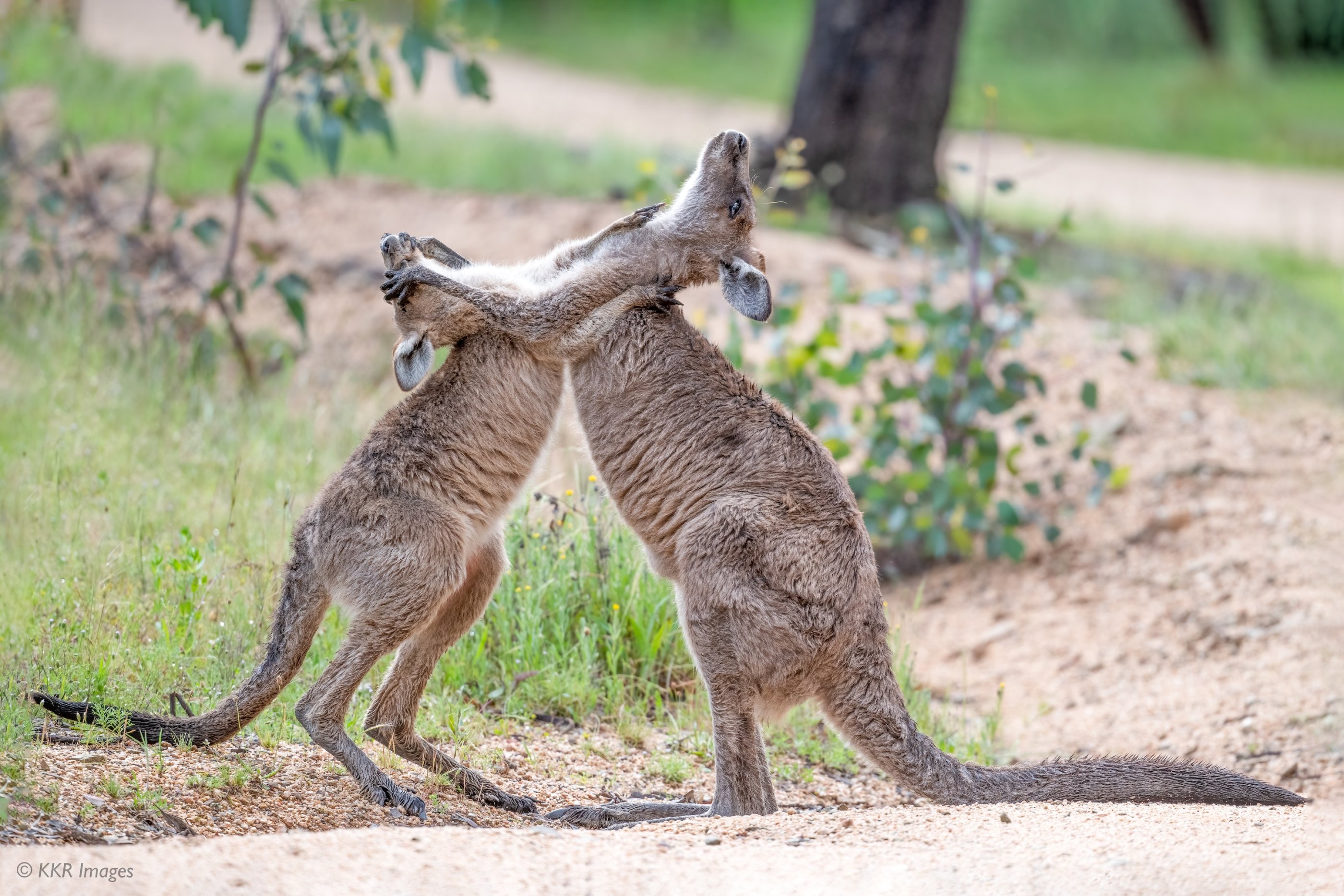 Eastern Gray Kangaroos wrestle copy.jpg