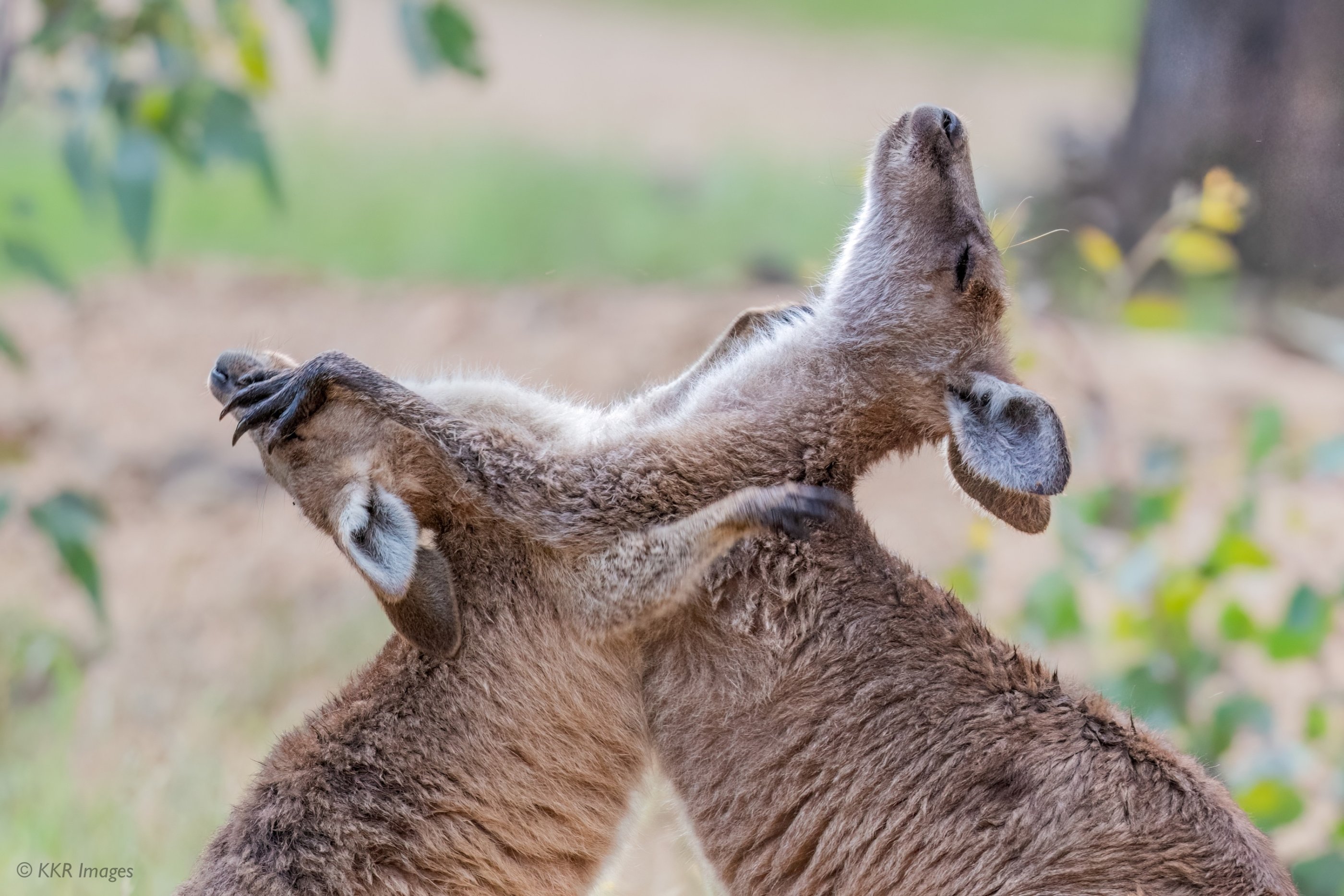Eastern Grey Kangaroo- Young males wrestle copy.jpg