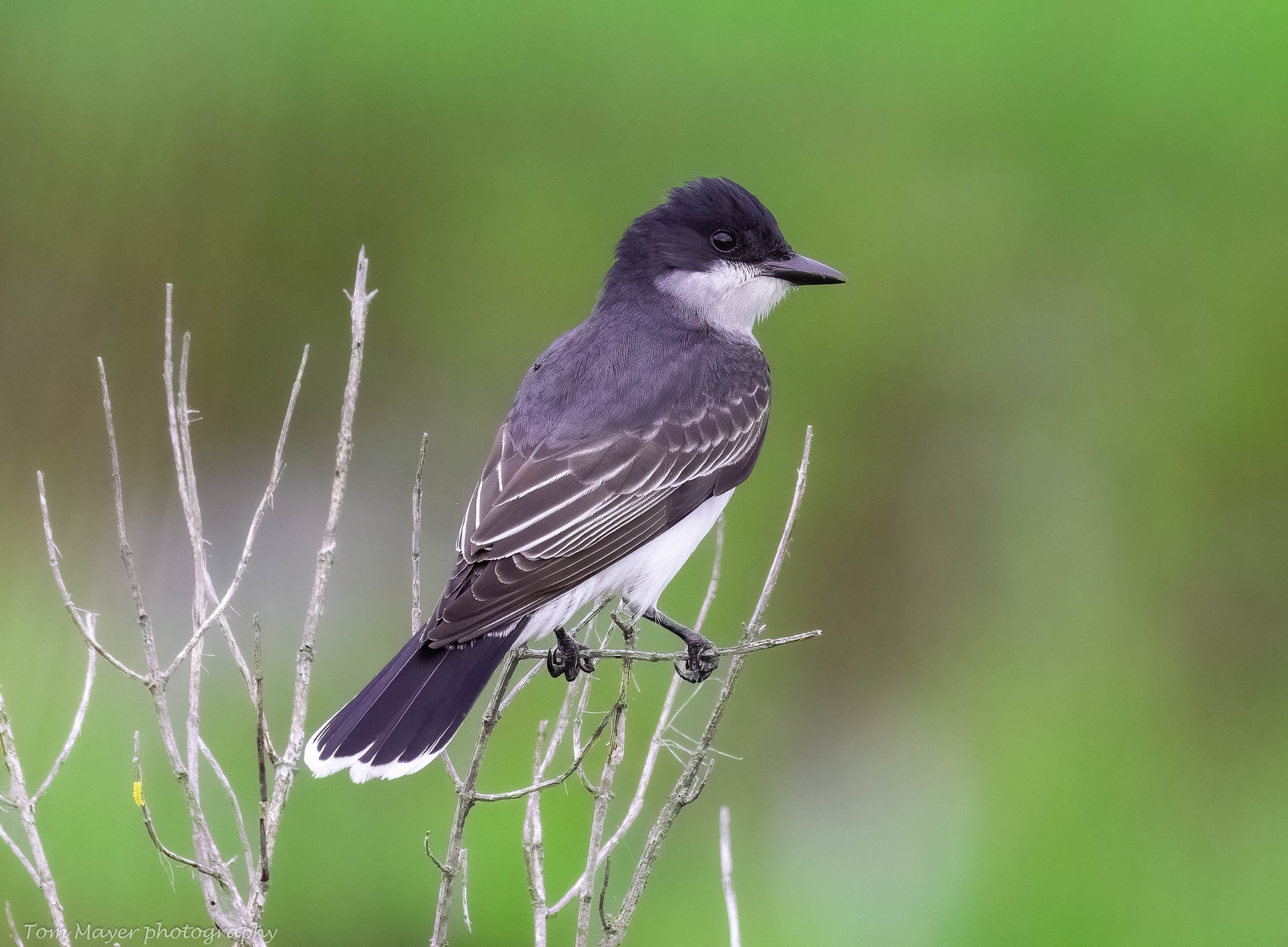 Eastern Kingbird resting in DE | Backcountry Gallery Photography Forums