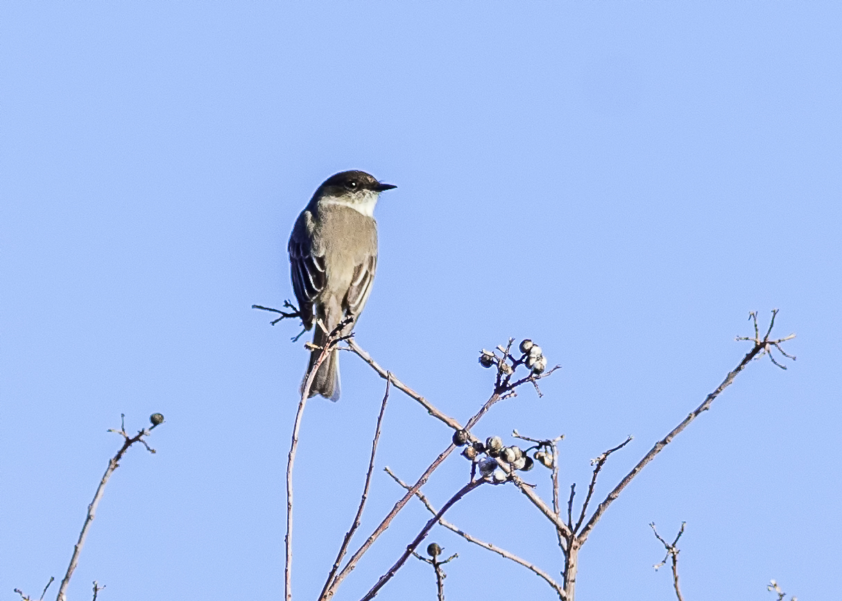 Eastern_Phoebe_.jpg