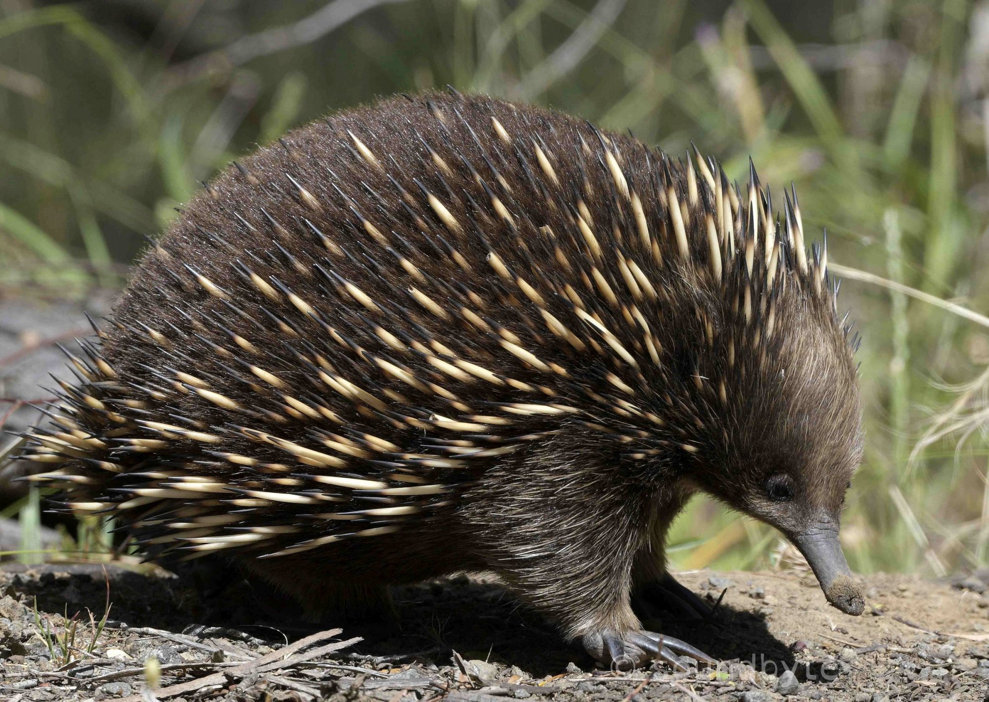 Echidna_211220_BCG.jpg