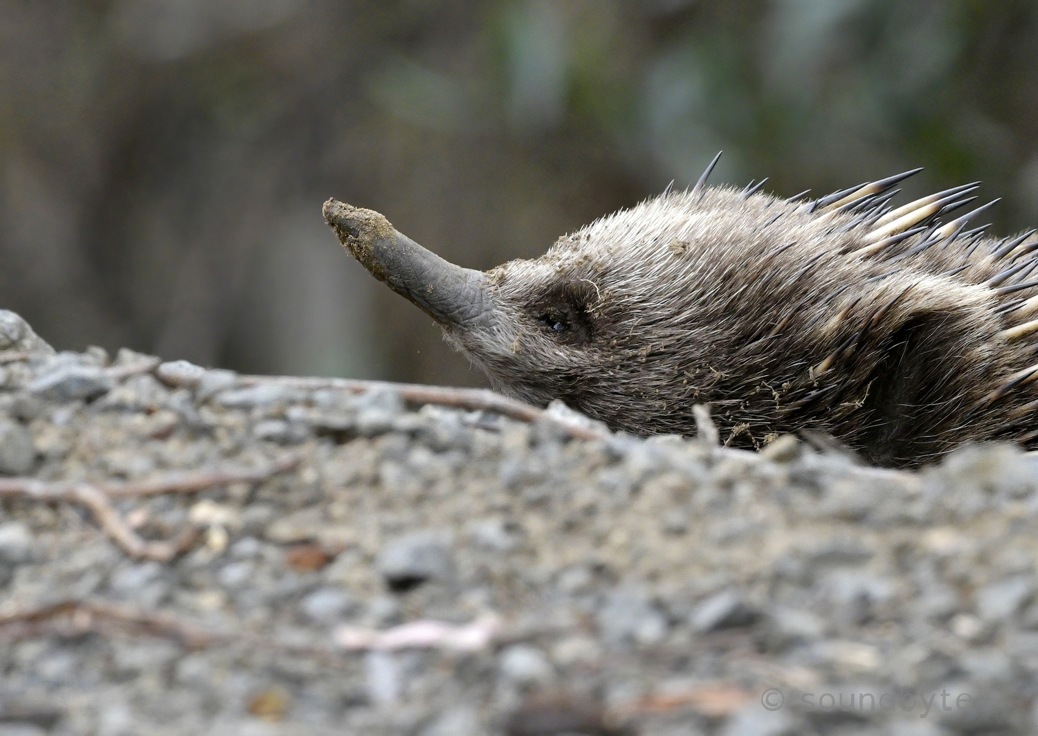 Echidna_Eye_1_BCG.jpg