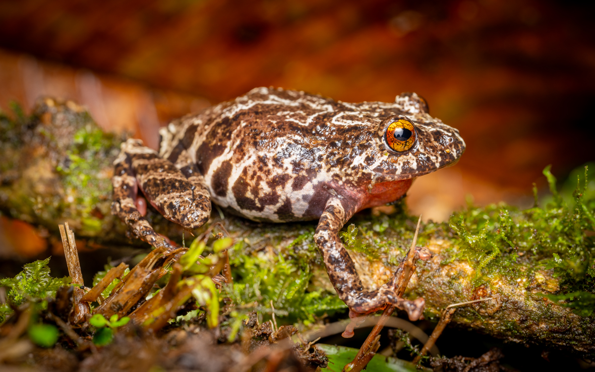  Ecuador Frog.jpg