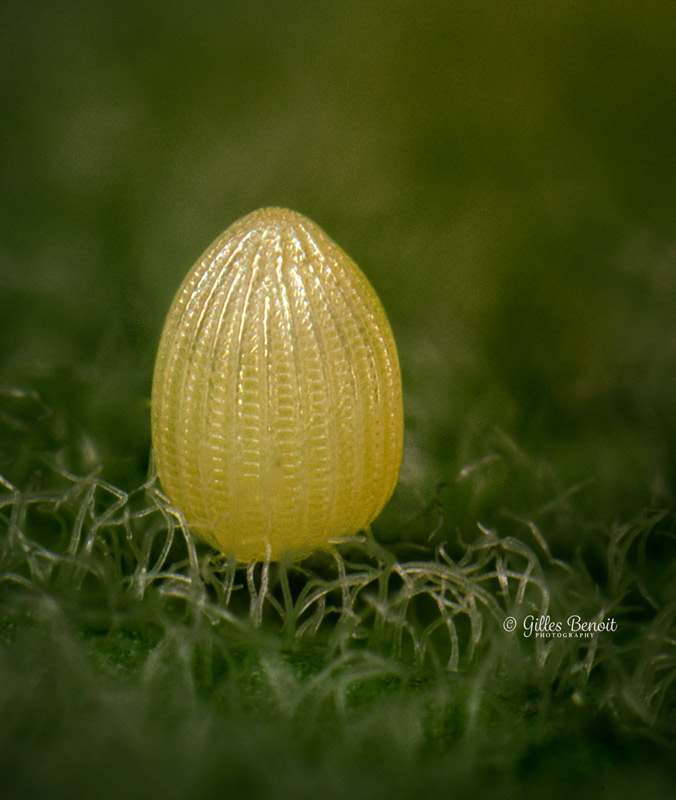 Egg-of-the-Monarch-Butterfly.jpg