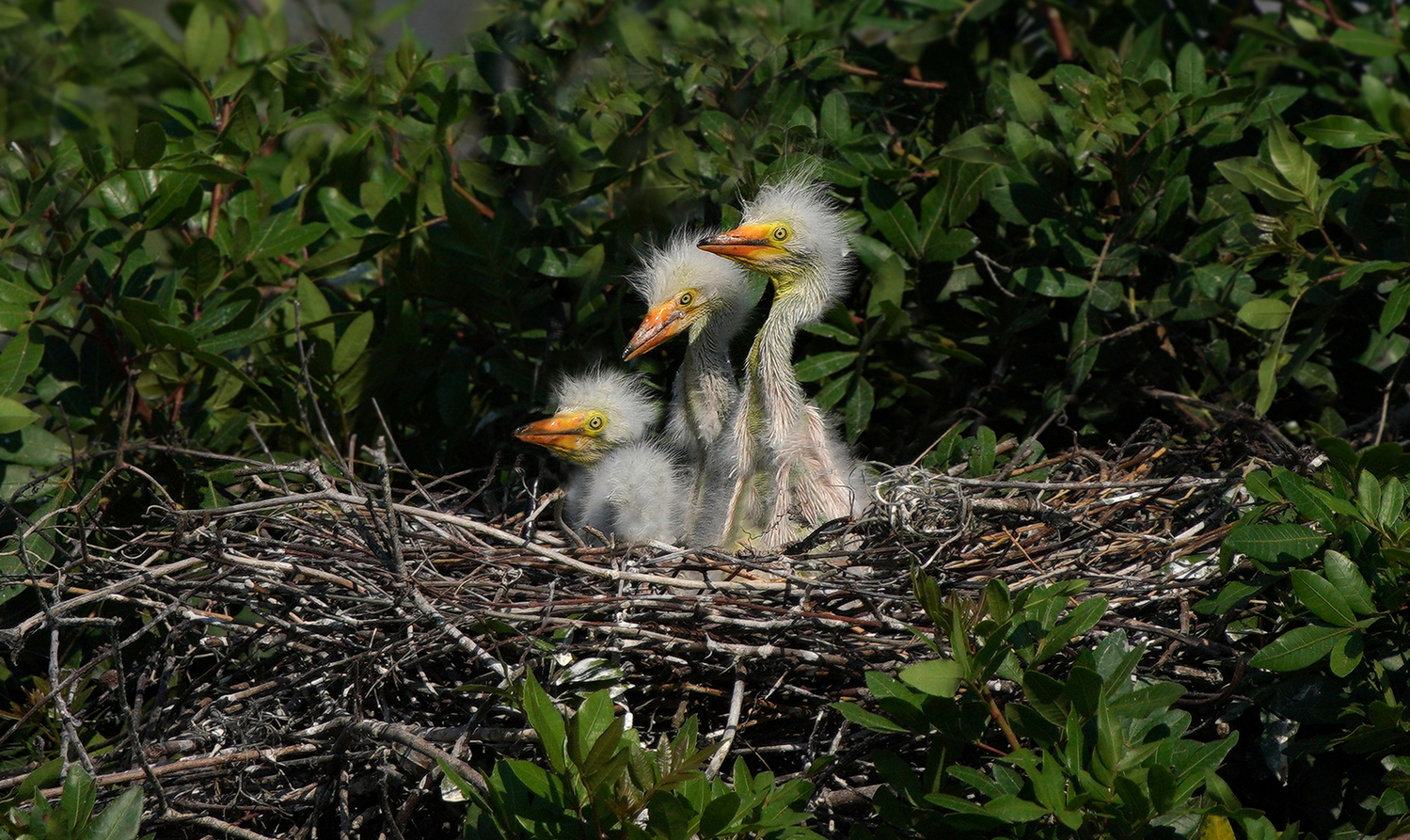 egret 1resize.jpg