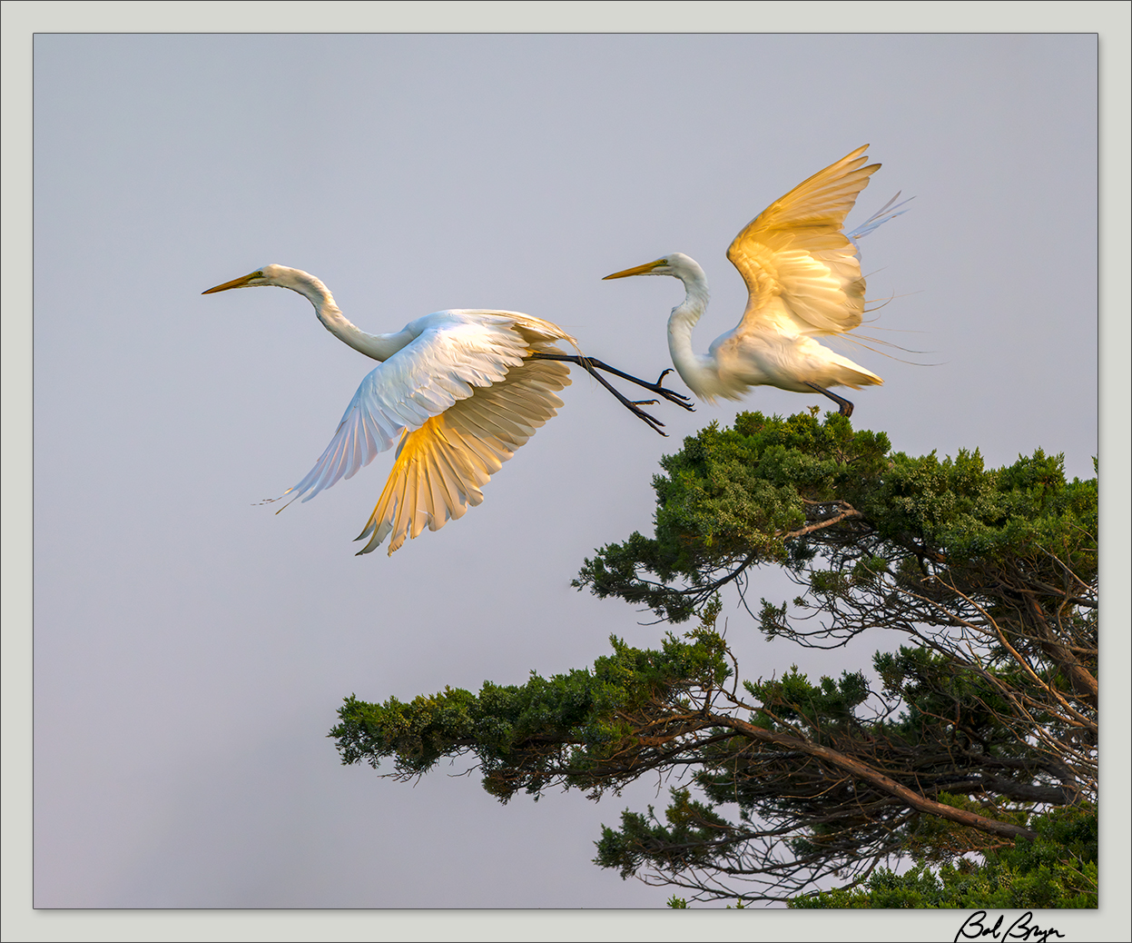 egret-composite.jpg