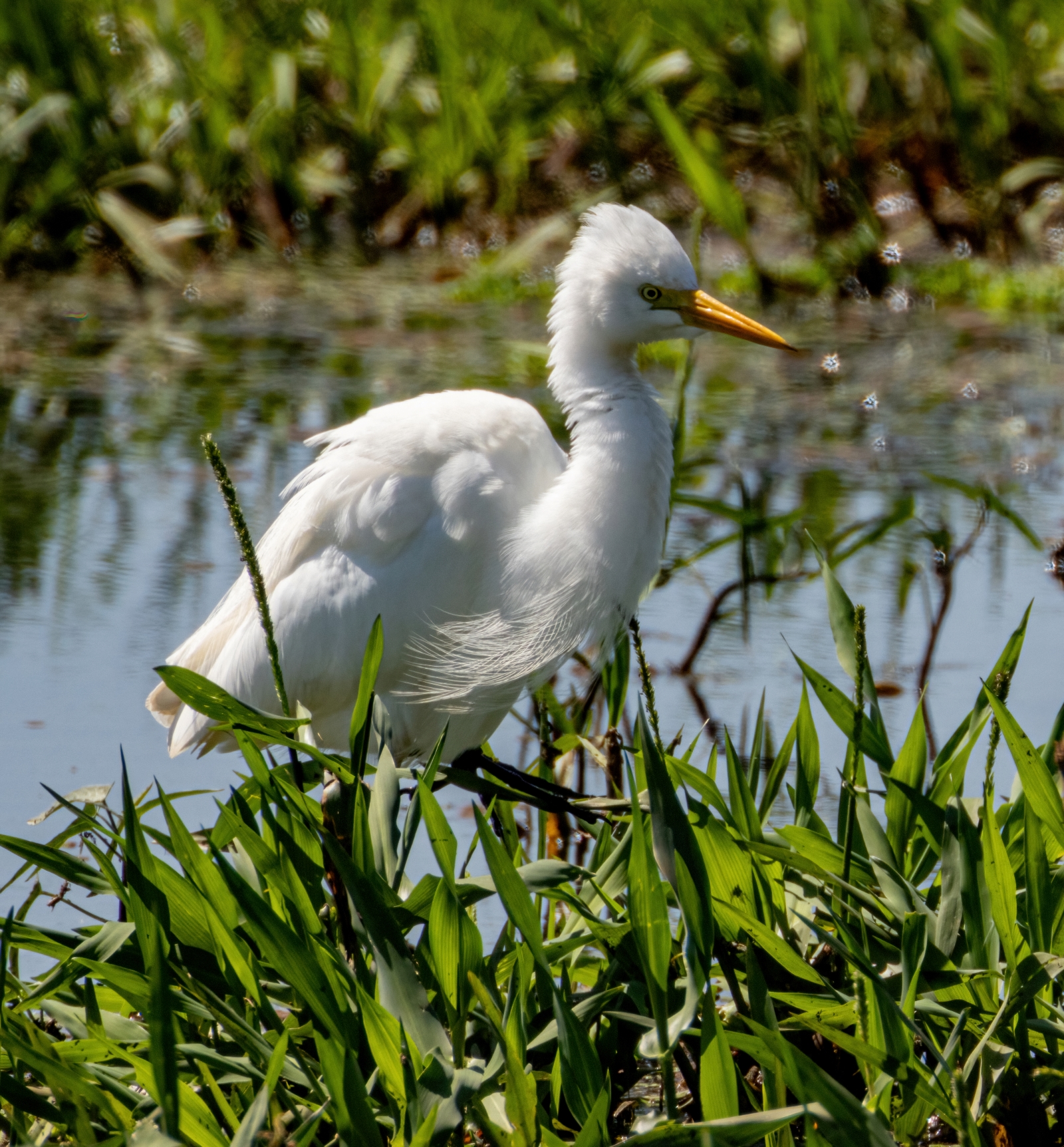 - Egret Darwin July 2024 PP1-7914-DeNoiseAI-standard resize.jpg