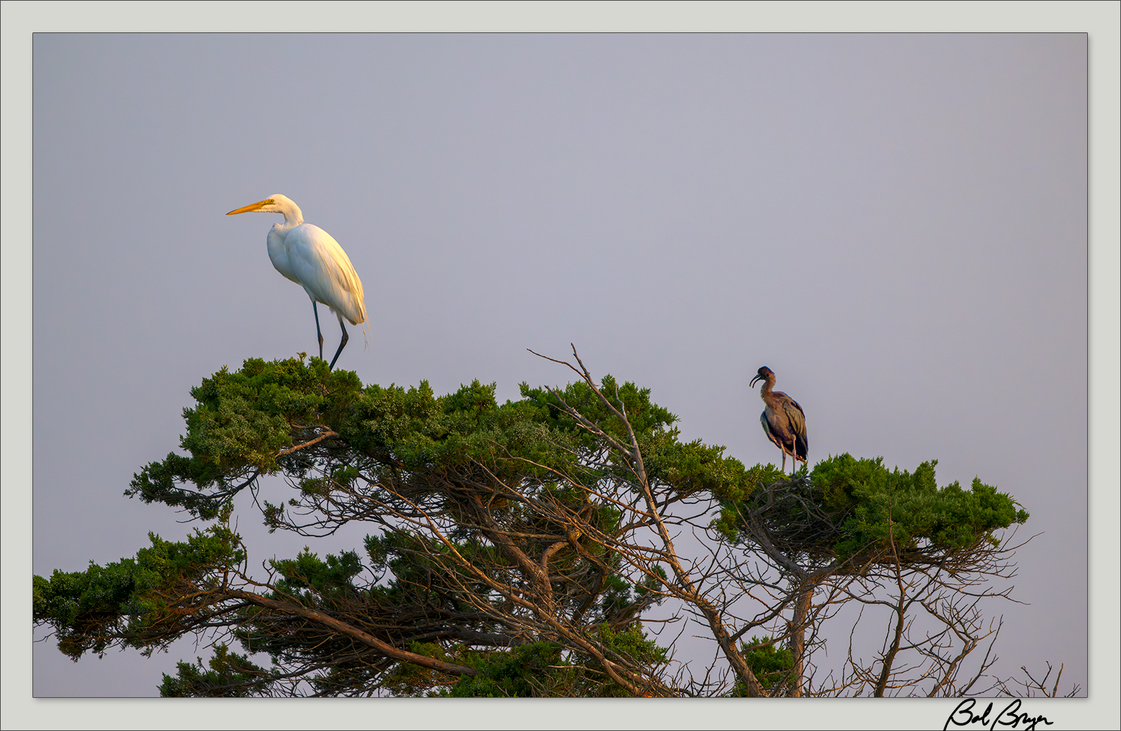 egret-ibis-tree.jpg