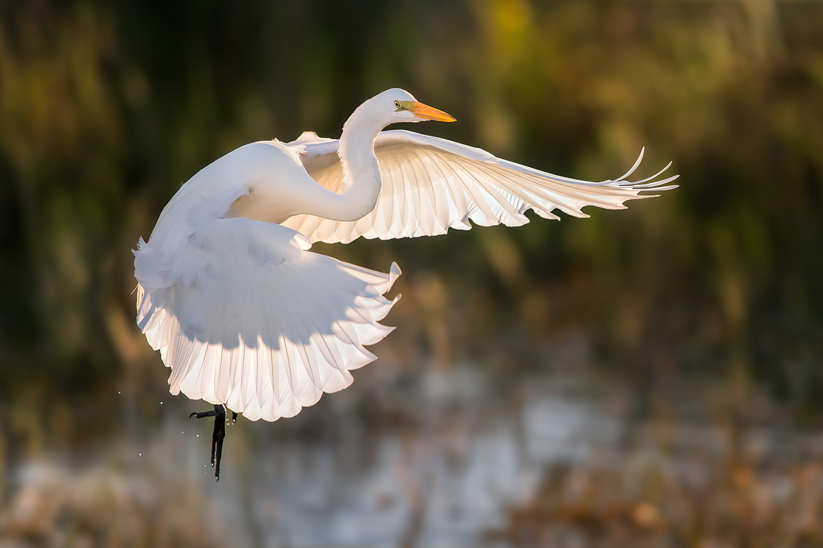 egret-in-flight.jpg