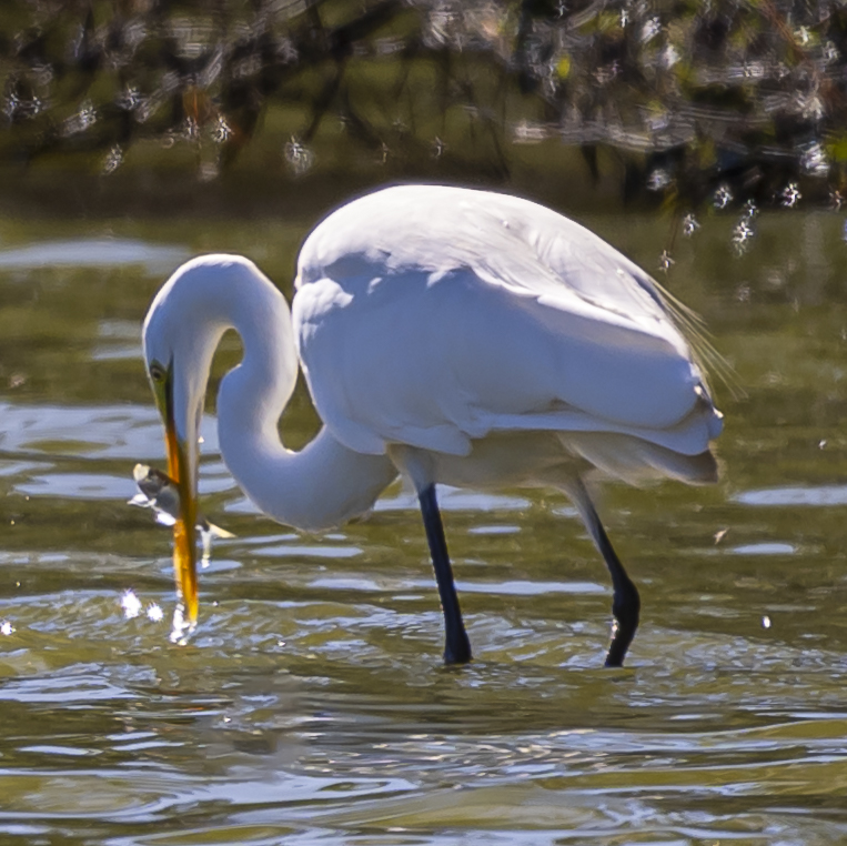 Egret.jpg