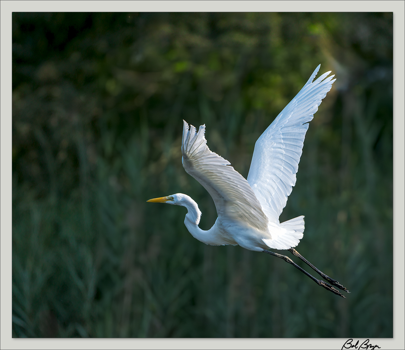 egret.jpg