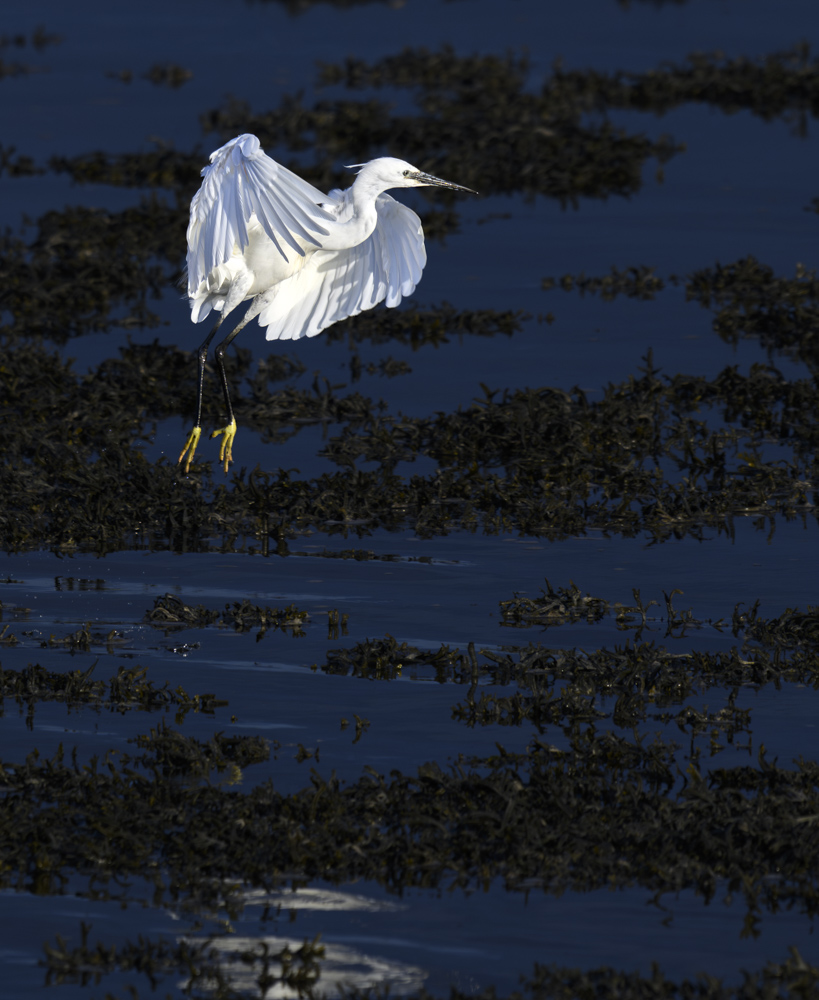 Egret Jumping_2_ 30 July 24.jpg