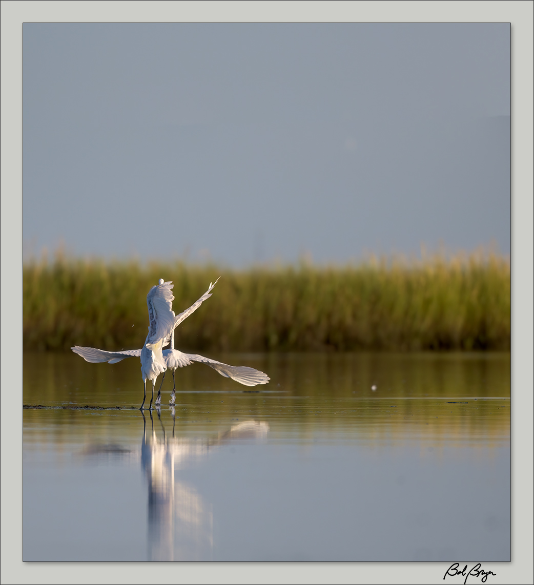 egret-lake-3.jpg