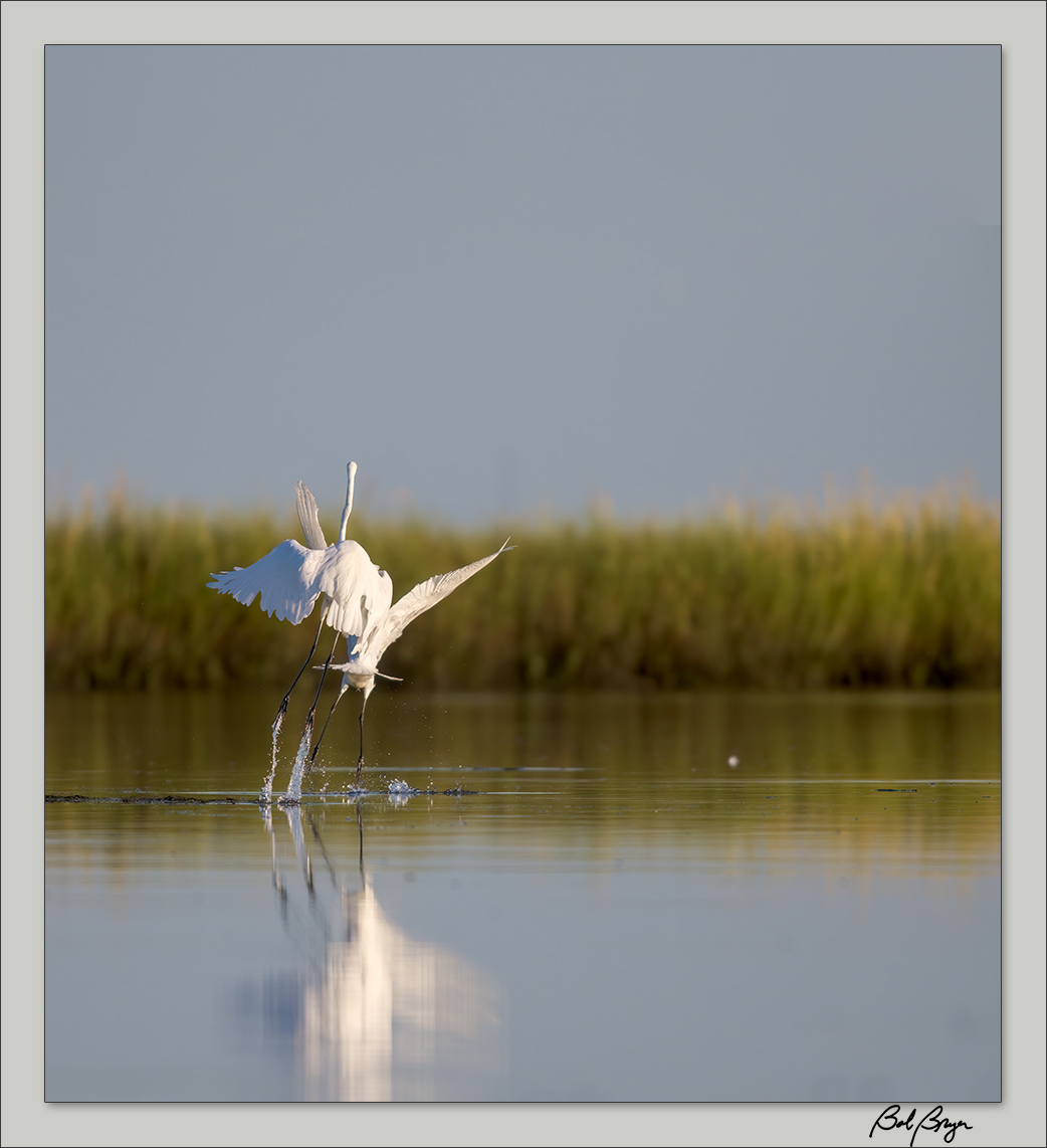 egret-lake-6.jpg