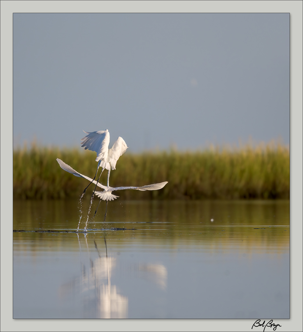 egret-lake-7.jpg