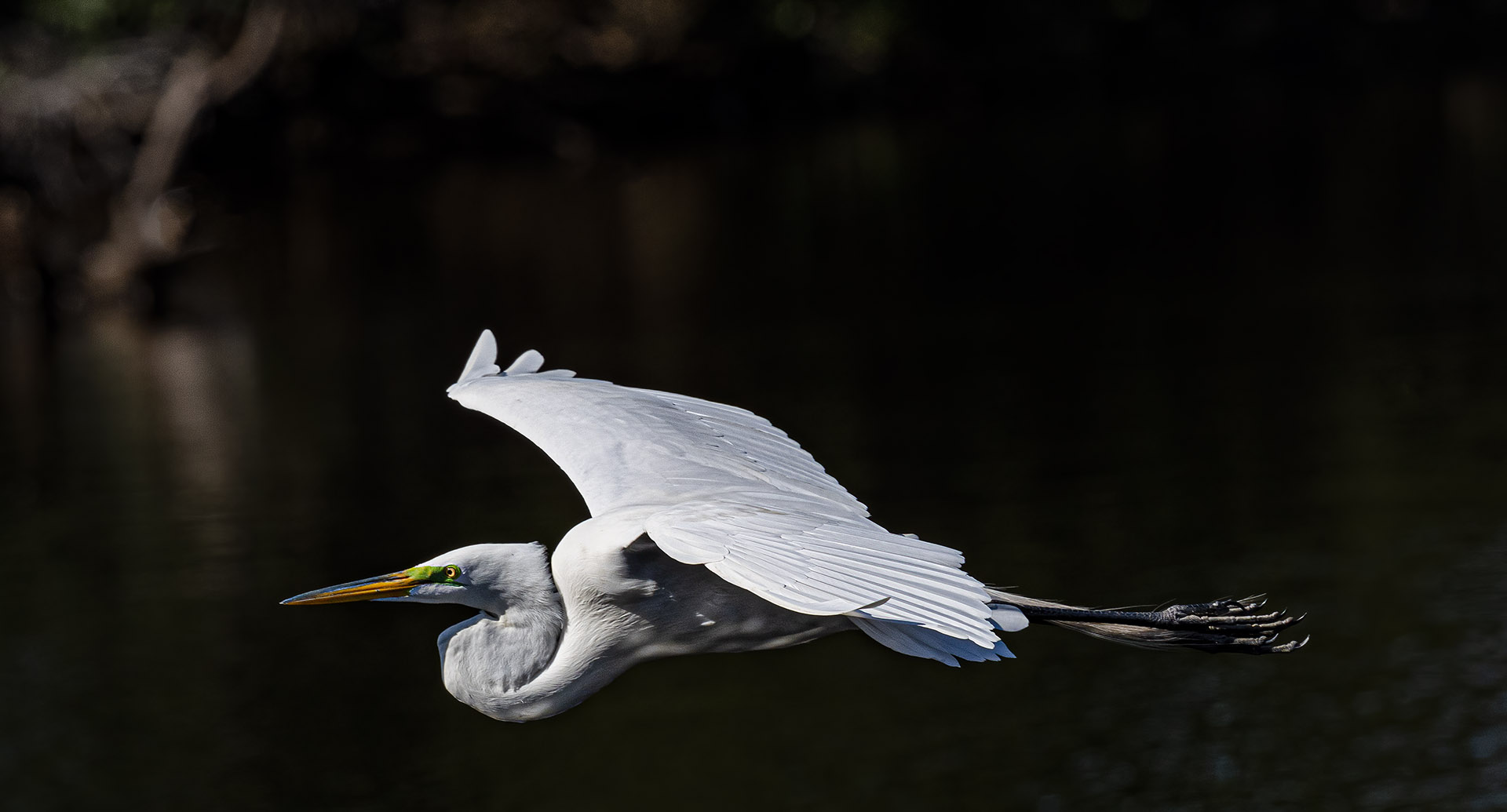 Egret On a Mission Venice Rookery 020921.jpg