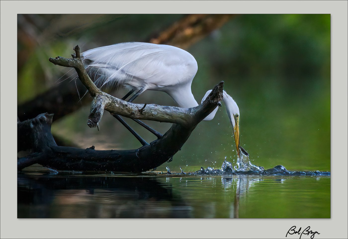 egret-perch.jpg