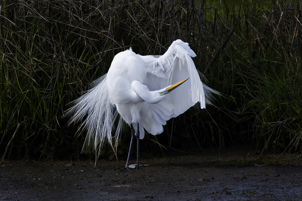 Egret preening for bcg.jpg
