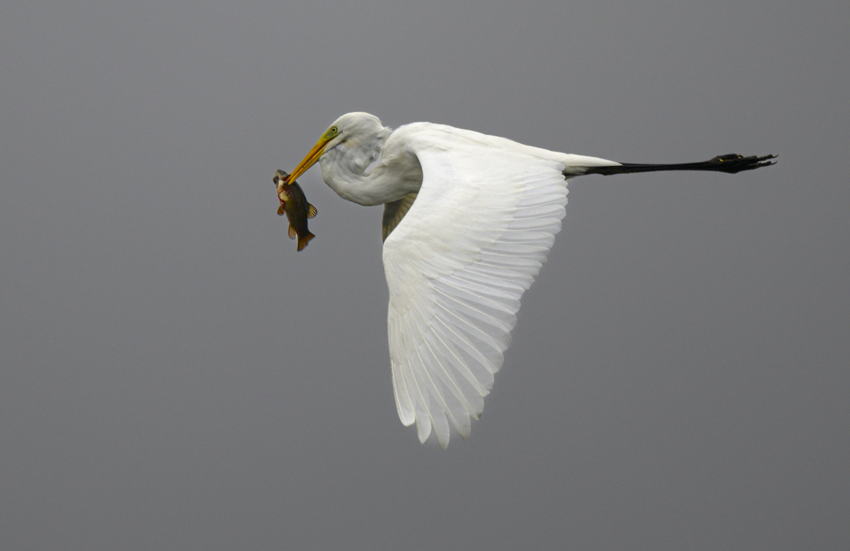 Egret with fish.jpg