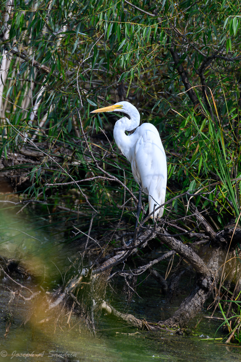 Egret_01-2.jpg