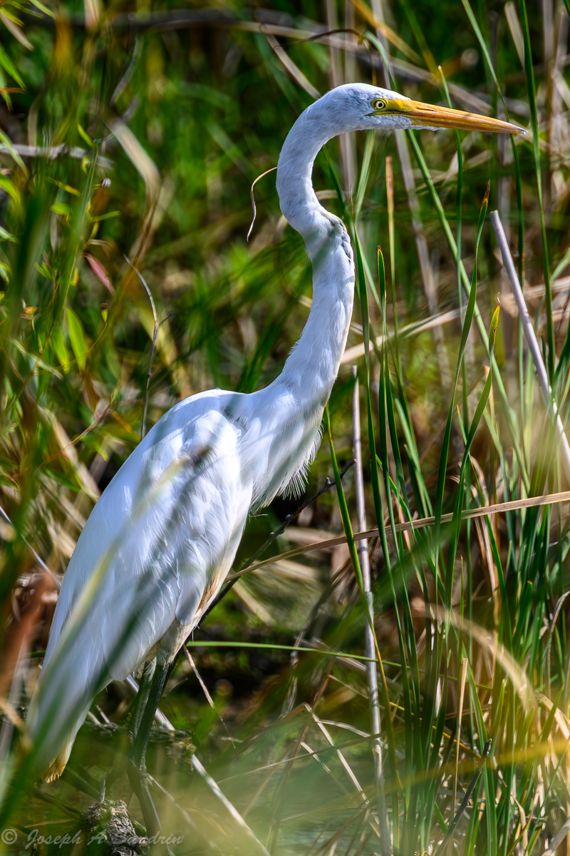 Egret_01.jpg