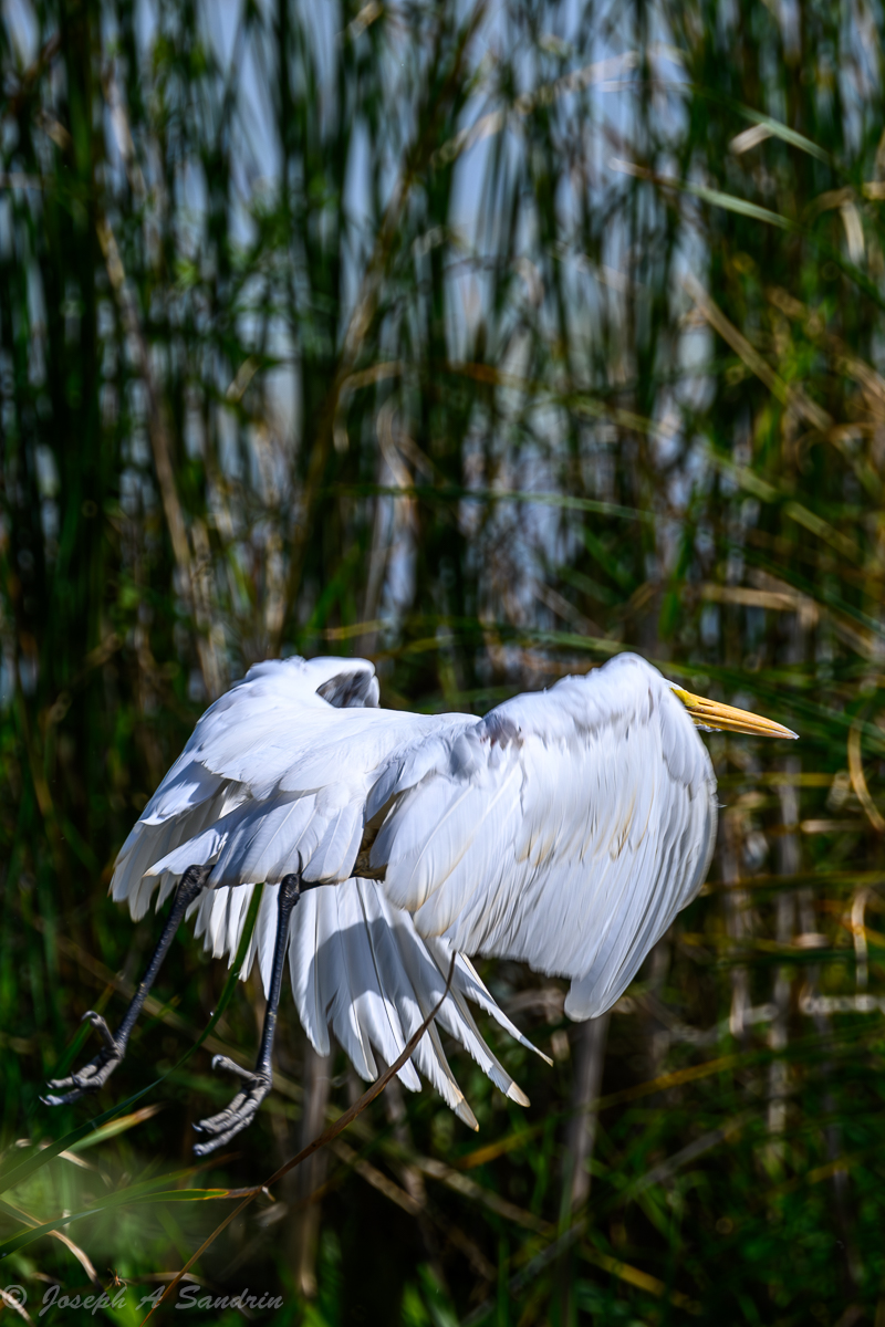 Egret_02.jpg