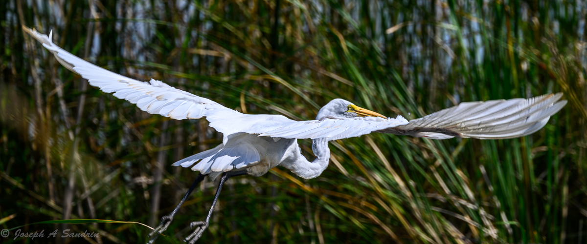 Egret_03.jpg