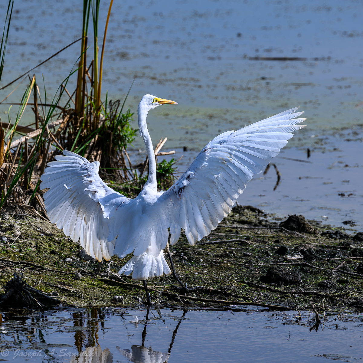 Egret_04.jpg