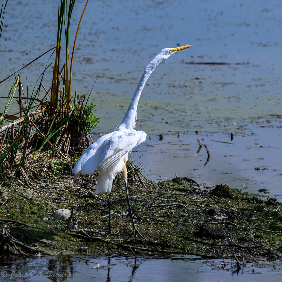 Egret_05.jpg