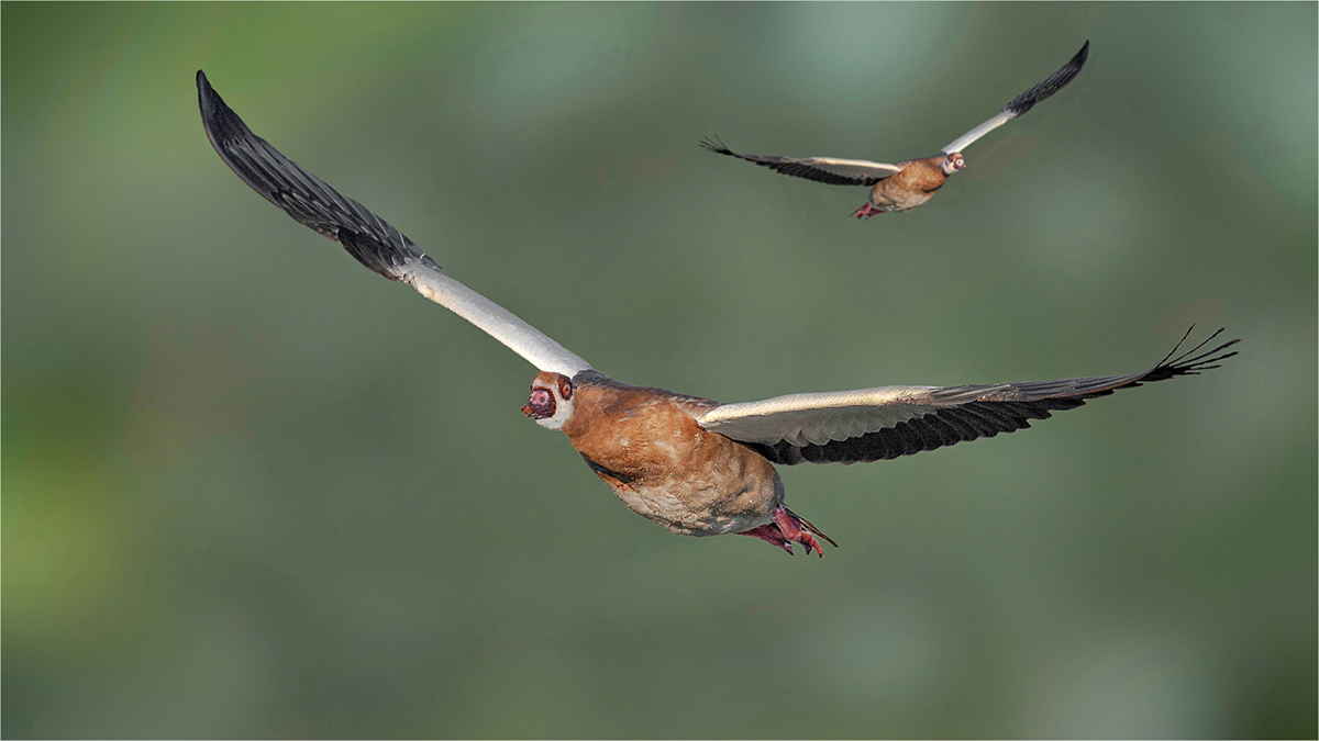 Egyptian Geese.jpg