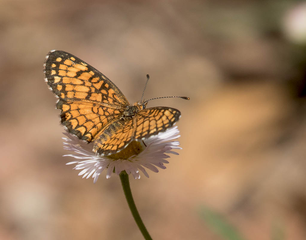 Elada Checkerspot 4357 07132015  x 7X0A0757.jpg