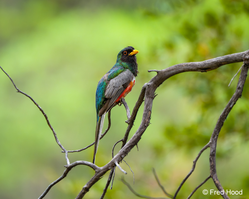 elegant trogon Z8 13807.jpg